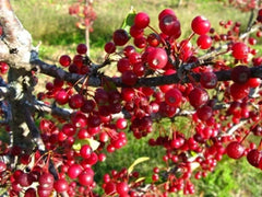 Roselow Crabapple Shrub 10-12ft Small Red Fruit Malus Self-Pollinating Wildlife Plant Zones 4-9 Fragrant White Flowers