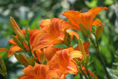 Wild Orange Day Lily Bare Root - Tawny Ditch Lily (Hemerocallis fulva) for Pond or Bog Gardens