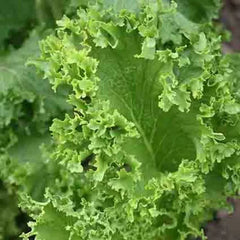 Southern Giant Curled Mustard Seeds, NON-GMO, Southern Curled Variety, Brassica oleracea, Free Shipping