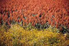 Rox Orange Cane Seeds - 100+ Seeds - High Yield - Rubus idaeus 'Rox'
