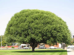 Globe Willow Tree Cuttings - 2 Live Cuttings - Fast Growing Shade or Privacy - Salix matsudana