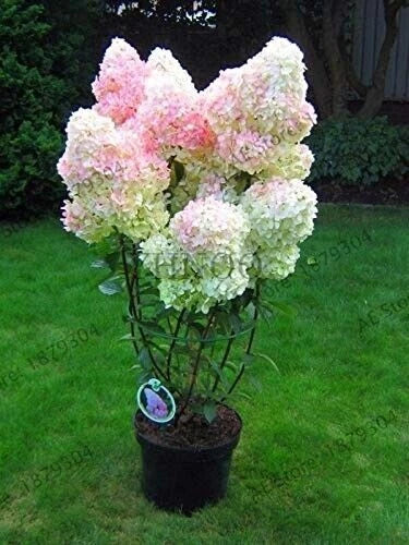 Vanilla Strawberry Hydrangea Cuttings - 5+2 Free Unrooted Fresh Cuttings - Hydrangea paniculata