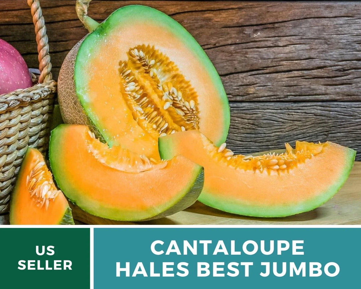 Heirloom Cantaloupe Seeds - 25+ Large Hales Best Jumbo - Organic Non-GMO - Cucumis melo