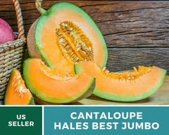 Heirloom Cantaloupe Seeds - 25+ Large Hales Best Jumbo - Organic Non-GMO - Cucumis melo