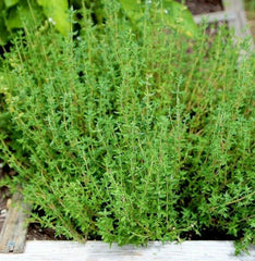 Thyme Seeds for Planting | Common German Basil Herb Garden Seed | 2025