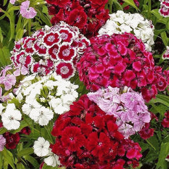 Sweet William Seeds - 200+ Count - Dianthus - Fragrant Mixed Colors - Perennial Flower Seeds