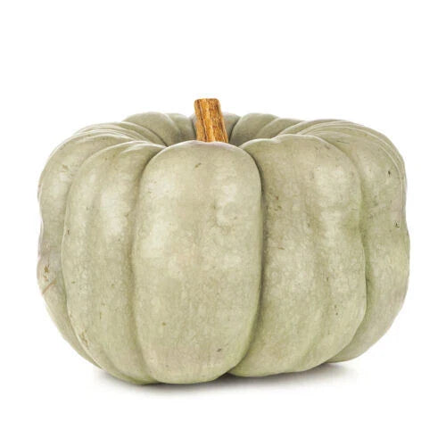 Blue Doll Pumpkin Seeds - 25+ Pack for Garden Planting - Cucurbita pepo - USA Grown, Free Shipping