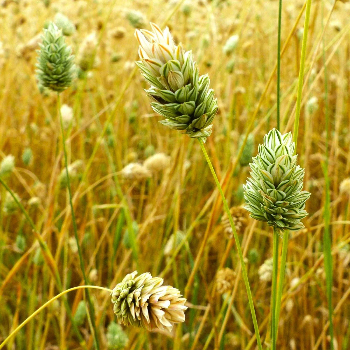 Canary Grass Seeds - Phalaris Alpiste Reed Canarygrass - 2025 Planting