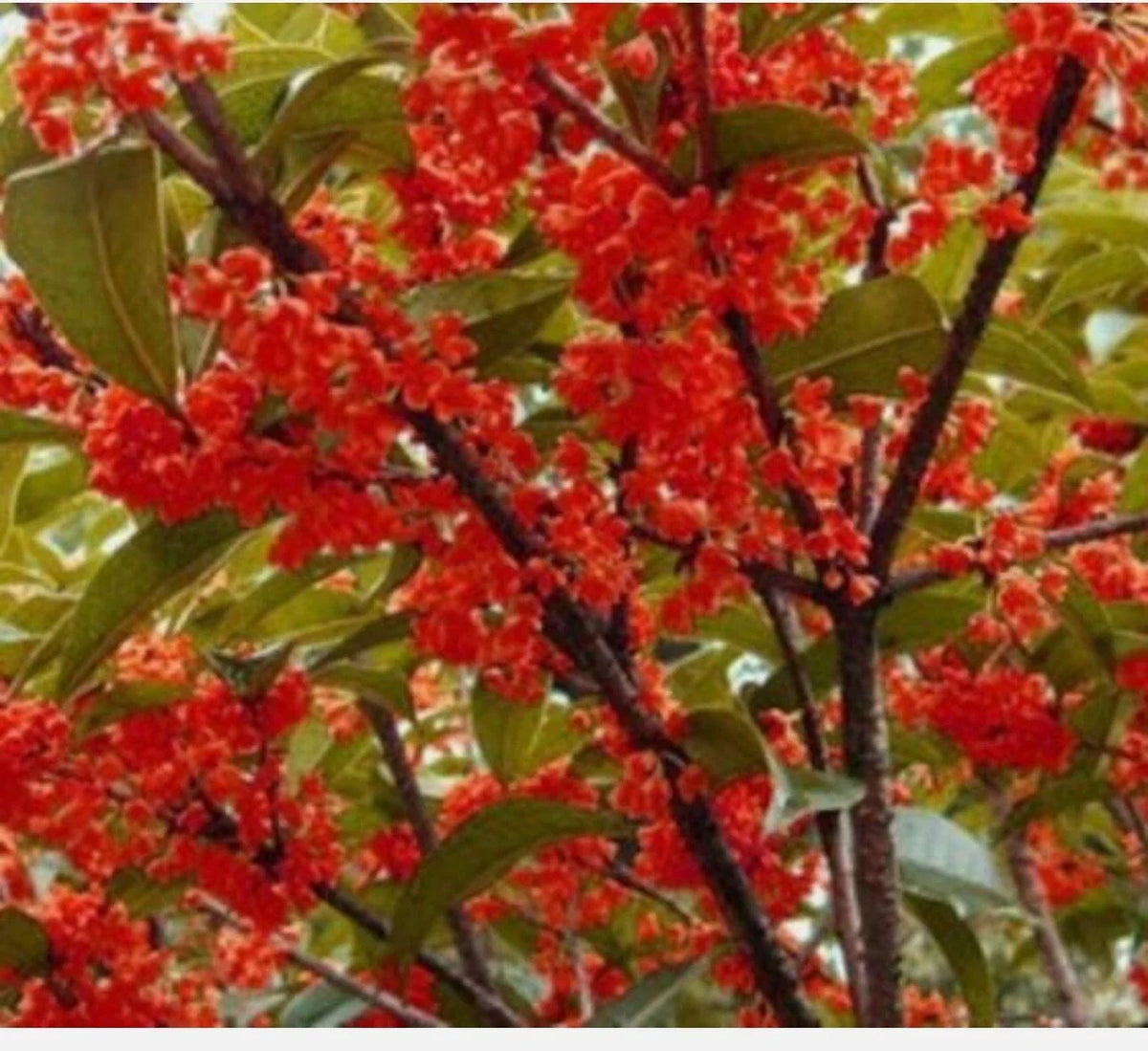 Beni Kin Mokusei Red Sweet Tea Olive Plant - Rooted Starter - Osmanthus fragrans - Fragrant Evergreen Shrub