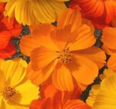 Cosmos Flower Seeds 30 Pack Bright Lights Mix (Cosmos bipinnatus) - Free USA Shipping