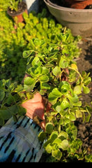 Stonecrop Sedum Plants - Dragon's Blood Variety - Low Maintenance Succulent - Sedum spurium