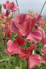 Sweet Pea Seeds - 50 MM - Heirloom Variety - Lathyrus odoratus - USA - Garden Planting