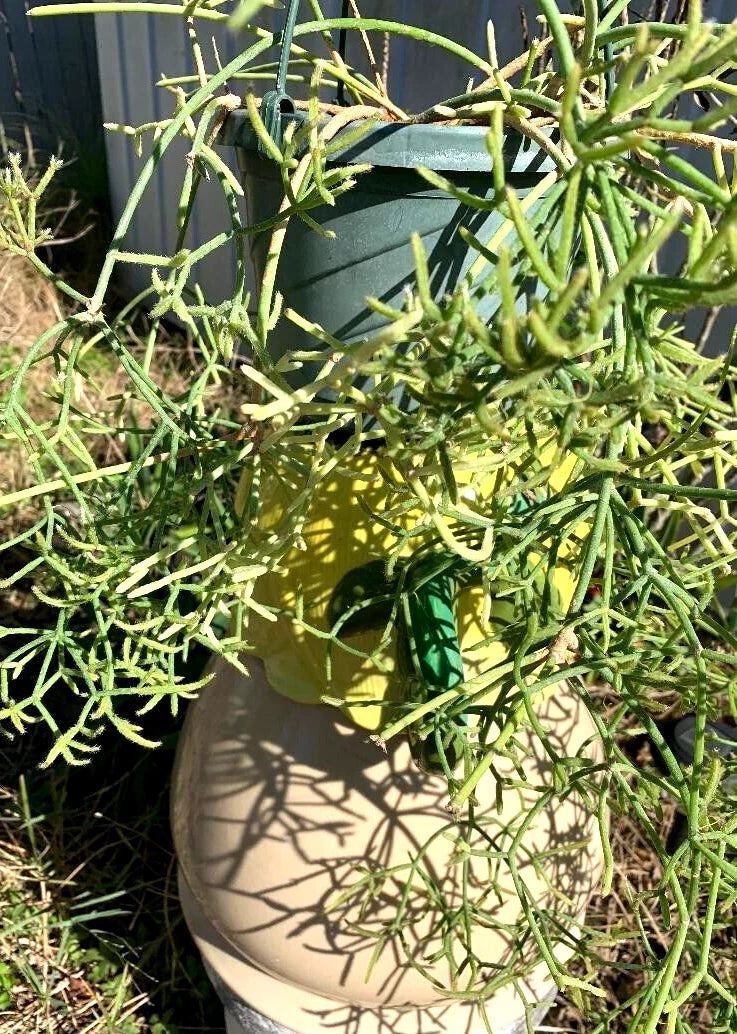 Fresh Cuttings - Rhipsalis Prismatica - Rare Orchid Cactus - Unique Houseplant Cuttings for Propagation