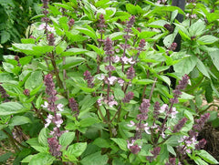 500 Anise Persian Basil Seeds - Ocimum basilicum - Black Licorice Flavor Culinary Herb for Gardening