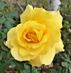 Rose Bush Sunsprite 1-2 Ft Live Plant Golden Yellow Floribunda KORresia 1973 AARS Award-Winning Fragrant Shrub