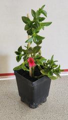 Sun Rose Plant in Soil - 6 to 8 Inches Long, Red Apple Variety, Aptenia cordifolia