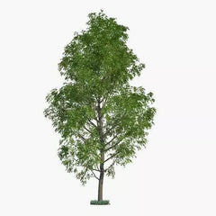Hybrid Poplar Trees - 2 Pack - Fast Growing Privacy Shade Landscaping - Populus deltoides x Populus nigra