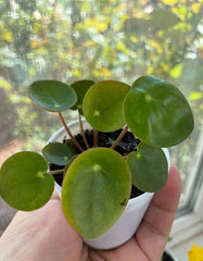 Live Chinese Money Plant Pilea peperomioides - 2" Pot Indoor House Plant, Easy Care Greenery for Home Decor