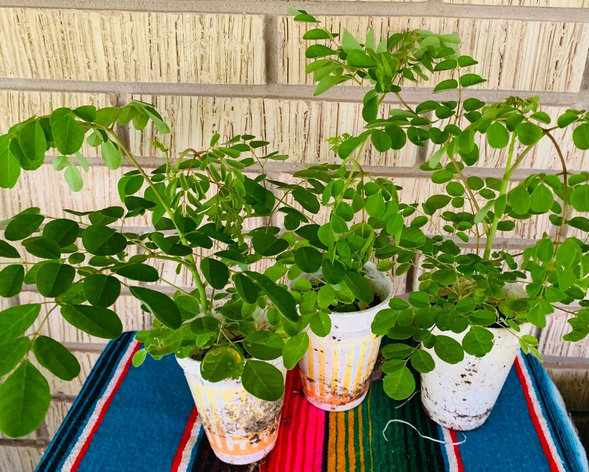 Moringa Oleifera Plant - 12" Edible Leaves Tree - 2 Potted Plants - Nutrient-Rich Superfood