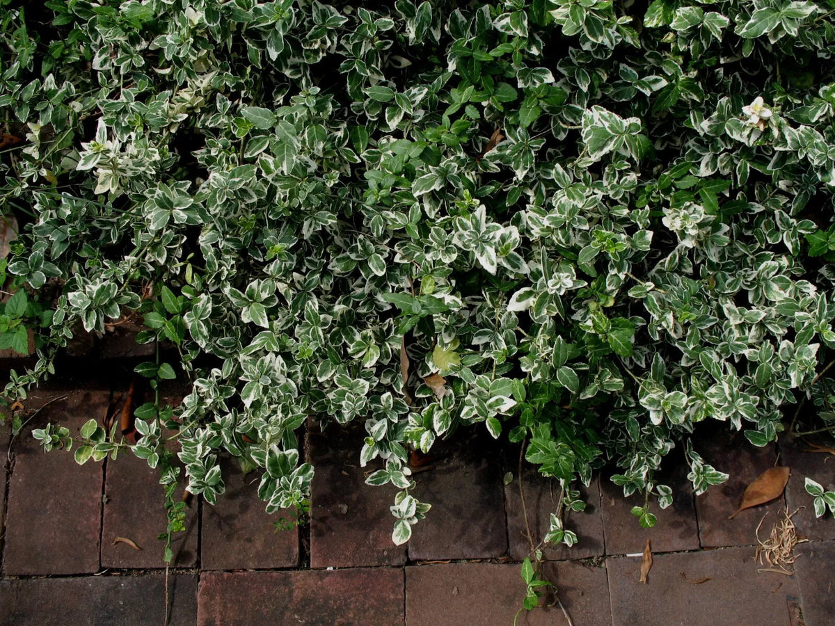Variegated Wintercreeper Starter Plants Set of 6, Perennial Evergreen Ground Cover, Euonymus fortunei 'Variegatus'