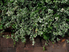 Variegated Wintercreeper Starter Plants Set of 6, Perennial Evergreen Ground Cover, Euonymus fortunei 'Variegatus'
