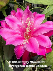 Epiphyllum Orchid Cactus Plant - 4” Starter Pot - "Simply Wonderful" Variety - Rooted Orchid Cactus (Epiphyllum spp.)