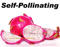 Rooted Plants - 5 Vietnamese Dragon Fruit White Flesh Pitaya - Self Pollinating - Hylocereus undatus