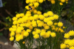 Goldilocks Aster Flower Seeds - 20 Pack - Yellow Blooms - Aster linosyris, Starwort