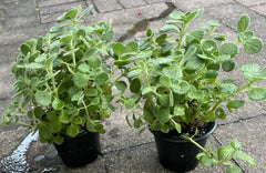 Vicks Plant Starter in 4” Pot, Plectranthus Tomentosa, Fully Rooted Aromatic Herb for Home or Garden