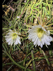 Queen of the Night Blooming Cactus Plant - Rooted Cereus Selenicereus Grandiflorus - Unique Night-Blooming Succulent Gift