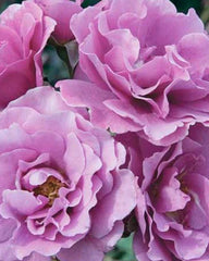 Angel Face Rose Cuttings - 5 Unrooted Cuttings - Rosa 'Angel Face' - Fragrant Pink Blooms for Gardening and Landscaping