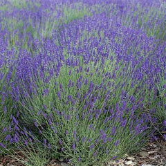 Lavender Seeds Bulk Pack 2000 Non-GMO Perennial Medicinal Varieties Lavandula angustifolia