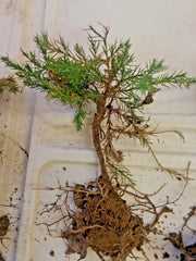 Eastern Red Cedar Pre-Bonsai Tree, Hardy Redcedar, Juniperus virginiana, 4-inch Pot