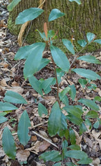 Carolina Cherry Laurel Plant 1 Live Evergreen Prunus caroliniana Wild-Dug Hardy Zones 7-10