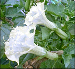 10 Pearl White Angel Trumpet Seeds - Brugmansia Datura - Flower Seeds for Garden - USA Grown