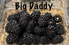 3 Pack Big Daddy Thornless Blackberry Live Plants - Rubus fruticosus, Perfect for Outdoor Garden, Easy to Grow