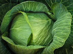 Cabbage Seeds - 400+ Heirloom Brunswick Variety - Non-GMO, Fresh Seed Pack - Brassica oleracea