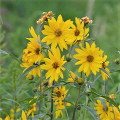 Maximilian Sunflower Seeds 500 Count NON-GMO - Helianthus maximiliani, Free Shipping