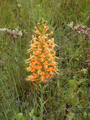 Orange Fringed Orchid Rhizomes - 5 Platanthera ciliaris Planting Tubers for Garden or Landscape
