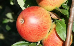 Charles Ross Apple Seeds - 25+ Heirloom Seeds for Garden Planting - Malus domestica, USA, Organic