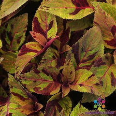 25 Premium Sun Mighty Mosaic Coleus Seeds - Colorful Garden Variety - Coleus blumei - USA