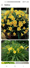 Perennial Stella De Oro Daylily Live Plant 6-Pack, Yellow Hemerocallis, Reblooming, Drought Tolerant, Bare Root, Outdoor Garden
