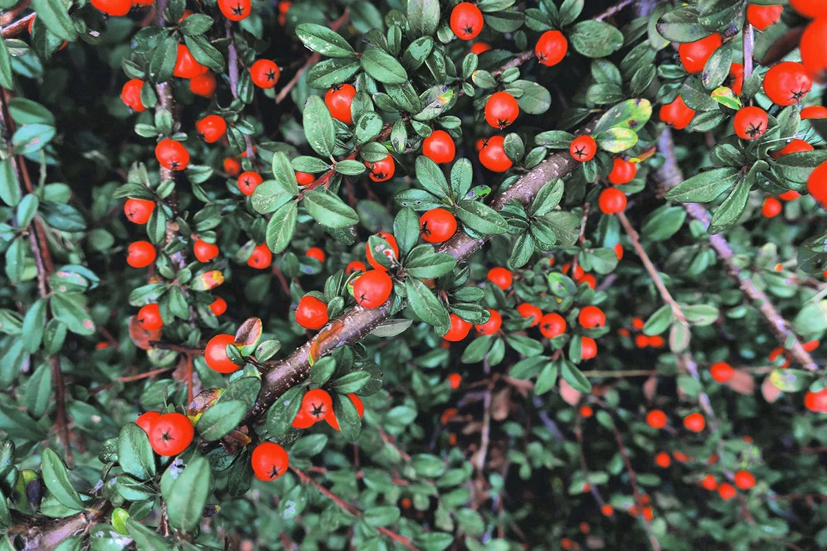Creeping Cotoneaster Seeds - 50 Pack - Fast-Growing Ground Cover - Cotoneaster adpressus