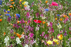 Dry Land Wildflower Seed Pack - Fresh Wildflower Seeds for Native Plant Gardens - Great for Pollinators, Eco-Friendly