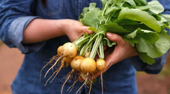 500+ Zlata Radish Seeds for Garden Planting - Brassica rapa subsp. rapa - USA Grown, Non-GMO, Fast Germination