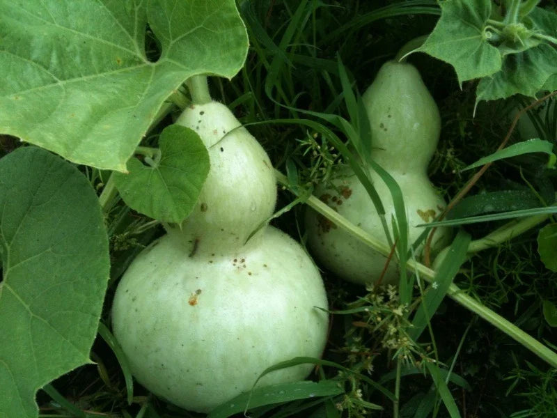 Gourd Seed - Fresh Birdhouse Bottle Gourds - Lagenaria siceraria Seeds for Planting