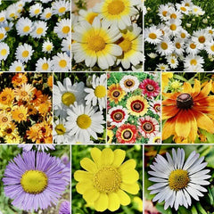 Daisy Flower Seed Mix - 500+ Crazy Mix Seeds for Hummingbird Attraction - USA Grown