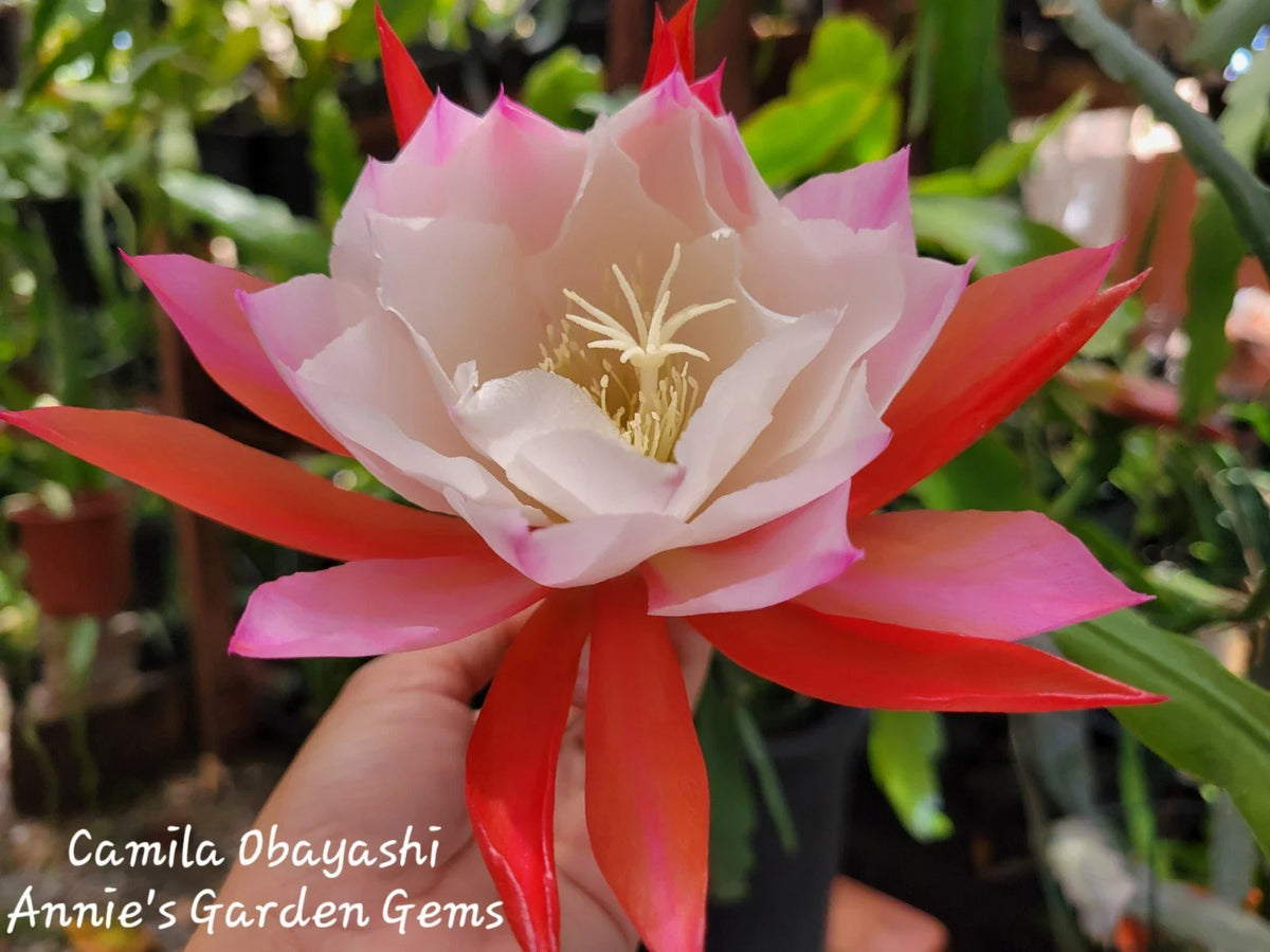 Epiphyllum Camila Obayashi Orchid Cactus - 4 Inch Pot, Well Rooted Succulent Plant