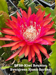 Epiphyllum Orchid Cactus "Kiwi Reunion" in 4" Starter Pot | Rooted Plant | Tropical Houseplant