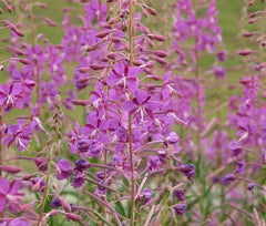 Fireweed Bulk Seeds - 1,000 Count - Epilobium angustifolium - Wildflower Seeds for Gardening and Landscaping